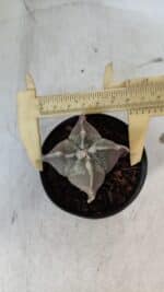 ASTROPHYTUM MYRIOSTIGMA "4 Quinas" Nº 999 – vaso 09