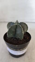 ASTROPHYTUM MYRIOSTIGMA Nº 945 – vaso 09 - Imagem 2