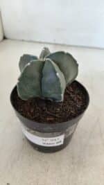 ASTROPHYTUM MYRIOSTIGMA Nº 945 – vaso 09 - Imagem 7