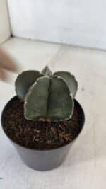 ASTROPHYTUM MYRIOSTIGMA Nº 945 – vaso 09 - Imagem 6