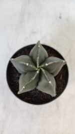 ASTROPHYTUM MYRIOSTIGMA Nº 945 – vaso 09 - Imagem 3