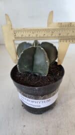 ASTROPHYTUM MYRIOSTIGMA Nº 945 – vaso 09 - Imagem 4