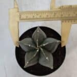 ASTROPHYTUM MYRIOSTIGMA Nº 945 – vaso 09