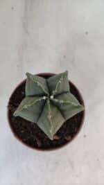 ASTROPHYTUM MYRIOSTIGMA Nº 946 – vaso 11 - Imagem 3