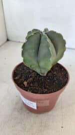 ASTROPHYTUM MYRIOSTIGMA Nº 946 – vaso 11 - Imagem 8