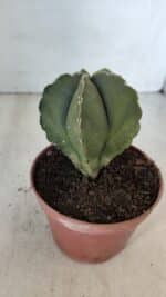 ASTROPHYTUM MYRIOSTIGMA Nº 946 – vaso 11 - Imagem 7