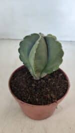 ASTROPHYTUM MYRIOSTIGMA Nº 946 – vaso 11 - Imagem 6