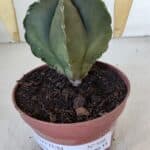 ASTROPHYTUM MYRIOSTIGMA Nº 946 – vaso 11