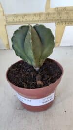 ASTROPHYTUM MYRIOSTIGMA Nº 946 – vaso 11