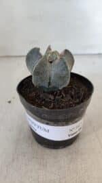 ASTROPHYTUM MYRIOSTIGMA Nº 947 – vaso 09 - Imagem 2