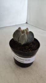 ASTROPHYTUM MYRIOSTIGMA Nº 947 – vaso 09 - Imagem 10