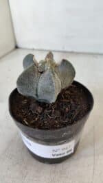 ASTROPHYTUM MYRIOSTIGMA Nº 947 – vaso 09 - Imagem 9