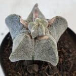 ASTROPHYTUM MYRIOSTIGMA Nº 947 – vaso 09