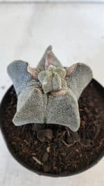 ASTROPHYTUM MYRIOSTIGMA Nº 947 – vaso 09