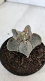 ASTROPHYTUM MYRIOSTIGMA Nº 947 – vaso 09 - Imagem 8