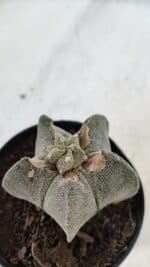 ASTROPHYTUM MYRIOSTIGMA Nº 947 – vaso 09 - Imagem 7