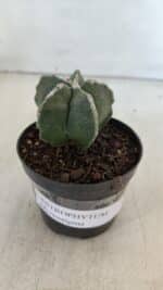 ASTROPHYTUM MYRIOSTIGMA Nº 948 – vaso 09 - Imagem 8