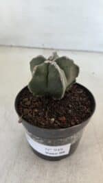 ASTROPHYTUM MYRIOSTIGMA Nº 948 – vaso 09 - Imagem 7