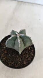 ASTROPHYTUM MYRIOSTIGMA Nº 948 – vaso 09 - Imagem 5