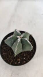 ASTROPHYTUM MYRIOSTIGMA Nº 948 – vaso 09 - Imagem 3