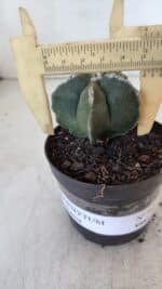ASTROPHYTUM MYRIOSTIGMA Nº 948 – vaso 09 - Imagem 6