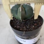 ASTROPHYTUM MYRIOSTIGMA Nº 948 – vaso 09