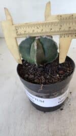 ASTROPHYTUM MYRIOSTIGMA Nº 948 – vaso 09