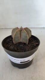 ASTROPHYTUM MYRIOSTIGMA Nº 949 – vaso 11 - Imagem 2