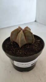 ASTROPHYTUM MYRIOSTIGMA Nº 949 – vaso 11 - Imagem 9