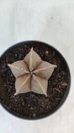 ASTROPHYTUM MYRIOSTIGMA Nº 949 – vaso 11 - Imagem 3