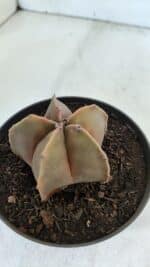 ASTROPHYTUM MYRIOSTIGMA Nº 949 – vaso 11 - Imagem 6