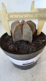 ASTROPHYTUM MYRIOSTIGMA Nº 949 – vaso 11 - Imagem 4