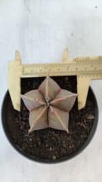 ASTROPHYTUM MYRIOSTIGMA Nº 949 – vaso 11 - Imagem 5