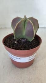 ASTROPHYTUM MYRIOSTIGMA Nº 950 – vaso 11 - Imagem 2