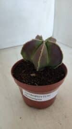 ASTROPHYTUM MYRIOSTIGMA Nº 950 – vaso 11 - Imagem 9