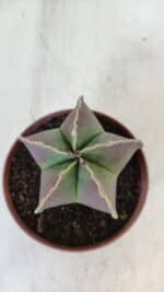 ASTROPHYTUM MYRIOSTIGMA Nº 950 – vaso 11 - Imagem 3