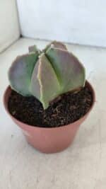 ASTROPHYTUM MYRIOSTIGMA Nº 950 – vaso 11 - Imagem 7