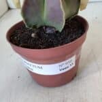 ASTROPHYTUM MYRIOSTIGMA Nº 950 – vaso 11