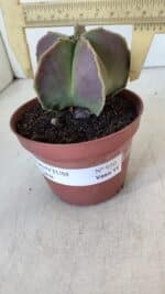 ASTROPHYTUM MYRIOSTIGMA Nº 950 – vaso 11