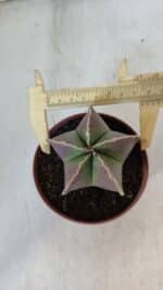 ASTROPHYTUM MYRIOSTIGMA Nº 950 – vaso 11 - Imagem 5