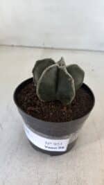 ASTROPHYTUM MYRIOSTIGMA Nº 951 – vaso 09 - Imagem 9