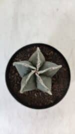 ASTROPHYTUM MYRIOSTIGMA Nº 951 – vaso 09 - Imagem 3