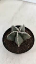 ASTROPHYTUM MYRIOSTIGMA Nº 951 – vaso 09 - Imagem 6