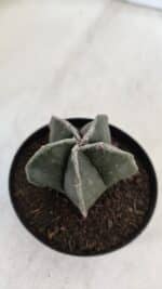 ASTROPHYTUM MYRIOSTIGMA Nº 951 – vaso 09 - Imagem 8