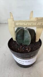 ASTROPHYTUM MYRIOSTIGMA Nº 951 – vaso 09 - Imagem 4