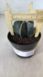 ASTROPHYTUM MYRIOSTIGMA Nº 951 – vaso 09 - Imagem 7