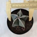 ASTROPHYTUM MYRIOSTIGMA Nº 951 – vaso 09