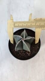 ASTROPHYTUM MYRIOSTIGMA Nº 951 – vaso 09