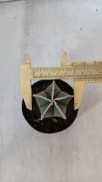 ASTROPHYTUM MYRIOSTIGMA Nº 952 – vaso 09 - Imagem 10