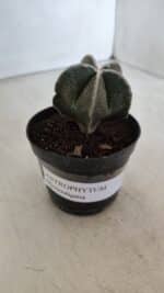 ASTROPHYTUM MYRIOSTIGMA Nº 952 – vaso 09 - Imagem 11